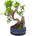 Bonsai Toprağı