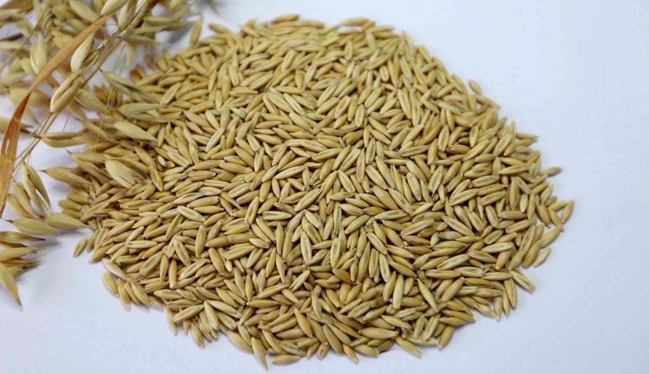 Yulaf Tohumu 25 KG İlaçsız Doğal Yulaf Tohumu Yemlik Yulaf