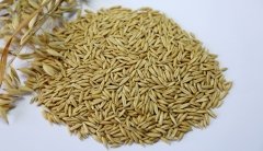 Yulaf Tohumu 25 KG İlaçsız Doğal Yulaf Tohumu Yemlik Yulaf