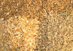 Tavuk Yemi 3 KG 3 Karışım Buğday Kırık Mısır Arpa Ezmesi Karışımı Güvercin Ördek Hindi Kanatlı Yemi