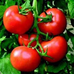 Domates Tohumu Falcon 1 Paket 5 GR (1.2000 Adet) Tohum Sebze Tohumu