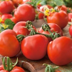 Domates Tohumu Falcon 1 Paket 5 GR (1.2000 Adet) Tohum Sebze Tohumu