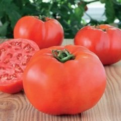 Domates Tohumu Falcon 1 Paket 5 GR (1.2000 Adet) Tohum Sebze Tohumu