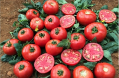 Domates Tohumu Köy Tipi 1 Paket 5 GR (1.2000 Adet) Tohum Sebze Tohumu