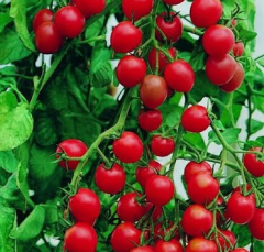 Cherry Domates Tohumu 1 Paket 5 GR (250 Adet) Tohum Sebze Tohumu