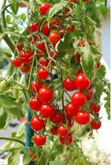 Cherry Domates Tohumu 1 Paket 5 GR (250 Adet) Tohum Sebze Tohumu