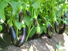 Patlıcan Tohumu 1 Paket (2000 Adet Tohum) Sebze Tohumu