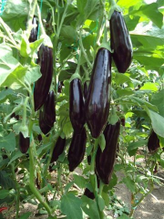 Patlıcan Tohumu 1 Paket (2000 Adet Tohum) Sebze Tohumu