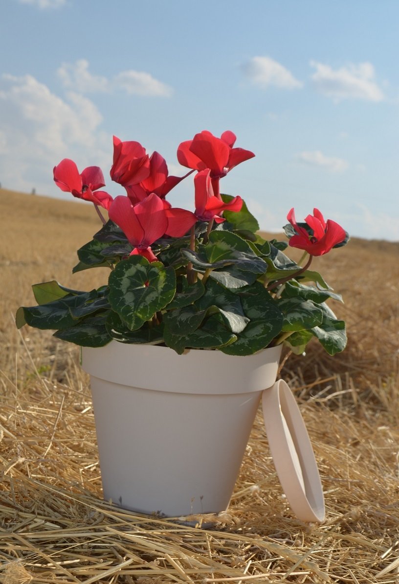 Renkli Saksı 1,7 LT 3 Adet Krem Renk Yalı Model Plastik Tabaklı Çiçek Saksısı