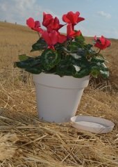 Renkli Saksı 1,7 LT 3 Adet Krem Renk Yalı Model Plastik Tabaklı Çiçek Saksısı