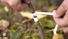 Aşı Bandı 2 ADET Silikonlu Aşı Bandı  Elastik İthal Aşı Bağı