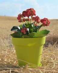 Renkli Saksı 1,7 LT 3 Adet Fıstık Yeşili Renk Yalı Model Plastik Tabaklı Çiçek Saksısı