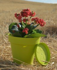 Renkli Saksı 1,7 LT 3 Adet Fıstık Yeşili Renk Yalı Model Plastik Tabaklı Çiçek Saksısı