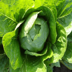 Marul Tohumu Yedikule 1 Paket (3000 Adet) Tohum Sebze Tohumu