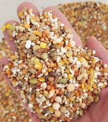 Güvercin Yemi 5 KG 10 Karışım Lüks Güvercin Yemi Kuş Yemi Kanatlı Hayvan Yemi