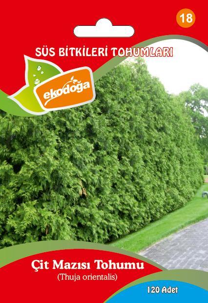 Çit Mazısı Tohumu 1 Paket (120 Adet Tohum) Ağaç Tohumu Süs Bitkisi Tohumları