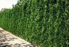 Çit Mazısı Tohumu 1 Paket (120 Adet Tohum) Ağaç Tohumu Süs Bitkisi Tohumları