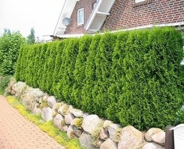 Çit Mazısı Tohumu 250 GR (12500 Adet Tohum) Ağaç Tohumu Süs Bitkisi Tohumları