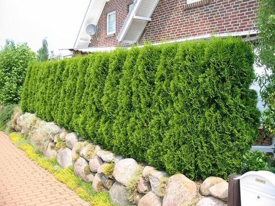 Çit Mazısı Tohumu 500 GR (25000 Adet Tohum) Ağaç Tohumu Süs Bitkisi Tohumları