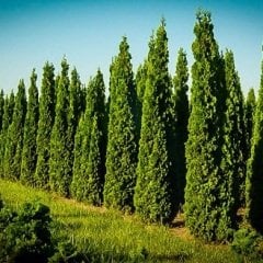 Piramit Mazısı Tohumu 10 GR (500 Adet Tohum) Piramit Mazı Ağaç Tohumu Süs Bitkisi Tohumları