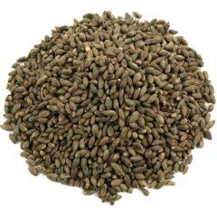 Piramit Mazısı Tohumu 50 GR (2500 Adet Tohum) Piramit Mazı Ağaç Tohumu Süs Bitkisi Tohumları
