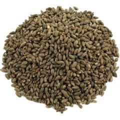 Piramit Mazısı Tohumu 100 GR (5000 Adet Tohum) Piramit Mazı Ağaç Tohumu Süs Bitkisi Tohumları