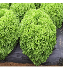 Arapsaçı Kıvırcık Tohumu 1 Paket (3000 Adet) Tohum Sebze Tohumu