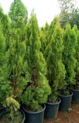 Piramit Mazısı Tohumu 250 GR (12500 Adet Tohum) Piramit Mazı Ağaç Tohumu Süs Bitkisi Tohumları