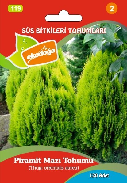 Altuni Piramit Mazı Tohumu 1 Paket (120 Adet Tohum)  Altuni Mazı Süs Bitkisi Tohumları