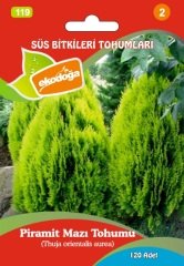 Altuni Piramit Mazı Tohumu 1 Paket (120 Adet Tohum)  Altuni Mazı Süs Bitkisi Tohumları