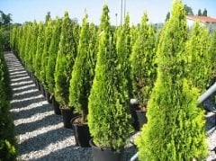 Altuni Piramit Mazı Tohumu 10 GR (500 Adet Tohum)  Altuni Mazı Süs Bitkisi Tohumları