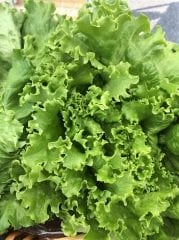 İri Kıvırcık Marul Tohumu 1 Paket (3000 Adet) Tohum Sebze Tohumu