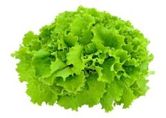 İri Kıvırcık Marul Tohumu 1 Paket (3000 Adet) Tohum Sebze Tohumu