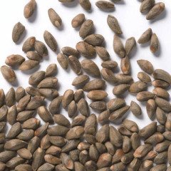 Altuni Piramit Mazı Tohumu 10 GR (500 Adet Tohum)  Altuni Mazı Süs Bitkisi Tohumları