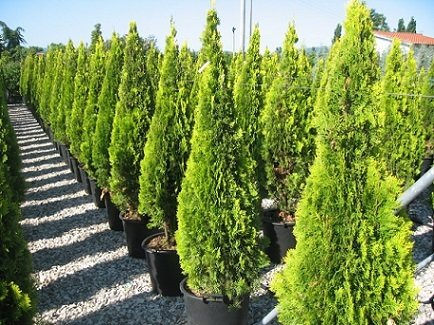 Altuni Piramit Mazı Tohumu 20 GR (1000 Adet Tohum)  Altuni Mazı Süs Bitkisi Tohumları