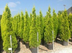 Altuni Piramit Mazı Tohumu 20 GR (1000 Adet Tohum)  Altuni Mazı Süs Bitkisi Tohumları