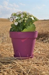 Renkli Saksı 1,7 LT 1 Adet Vişne Renk Yalı Model Plastik Tabaklı Çiçek Saksısı
