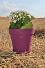 Renkli Saksı 1,7 LT 2 Adet Vişne Renk Yalı Model Plastik Tabaklı Çiçek Saksısı