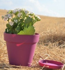 Renkli Saksı 1,7 LT 3 Adet Vişne Renk Yalı Model Plastik Tabaklı Çiçek Saksısı