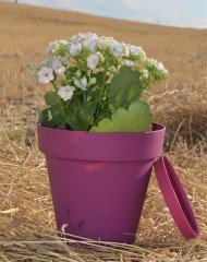 Renkli Saksı 1,7 LT 3 Adet Vişne Renk Yalı Model Plastik Tabaklı Çiçek Saksısı