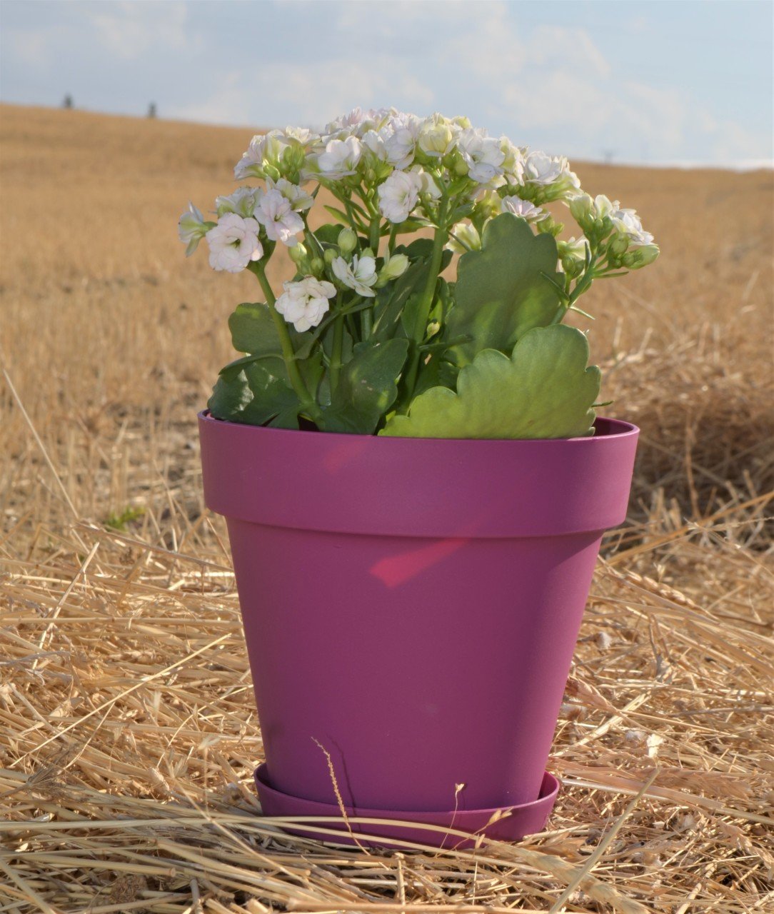 Renkli Saksı 1,7 LT 3 Adet Vişne Renk Yalı Model Plastik Tabaklı Çiçek Saksısı