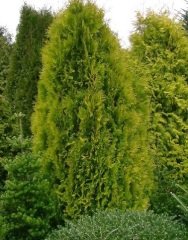 Altuni Piramit Mazı Tohumu 500 GR (25000 Adet Tohum)  Altuni Mazı Süs Bitkisi Tohumları