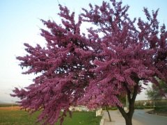 Erguvan Tohumu 1 Paket Erguvan Süs Bitkisi Tohumları