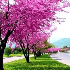 Erguvan Tohumu 1 Paket Erguvan Süs Bitkisi Tohumları