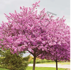 Erguvan Tohumu 20 GR Erguvan Süs Bitkisi Tohumları