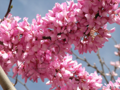 Erguvan Tohumu 20 GR Erguvan Süs Bitkisi Tohumları