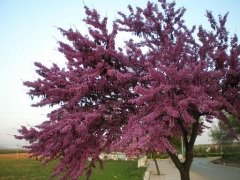 Erguvan Tohumu 20 GR Erguvan Süs Bitkisi Tohumları