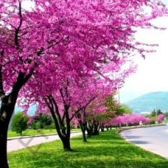 Erguvan Tohumu 20 GR Erguvan Süs Bitkisi Tohumları