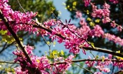 Erguvan Tohumu 35 GR Erguvan Süs Bitkisi Tohumları