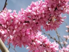 Erguvan Tohumu 100 GR Erguvan Süs Bitkisi Tohumları